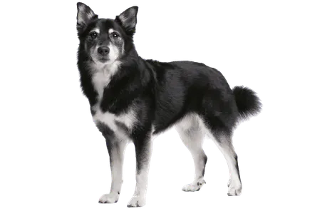 Islandhund