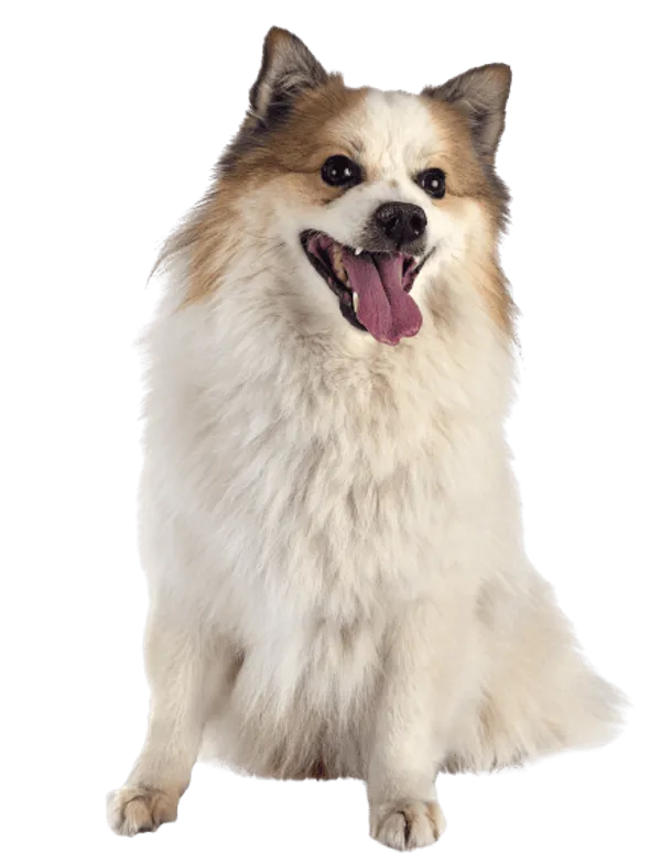 Islandhund Bild