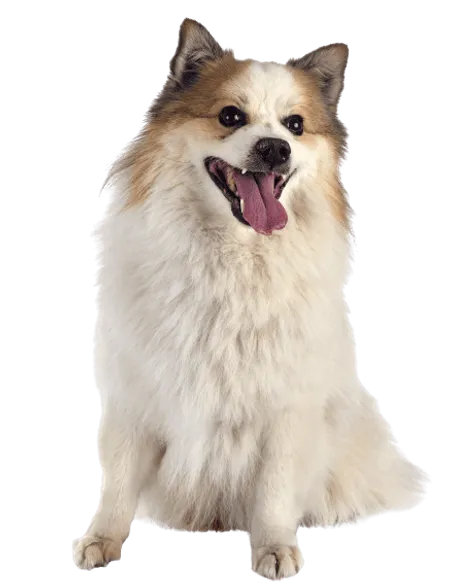 Bild für Islandhund