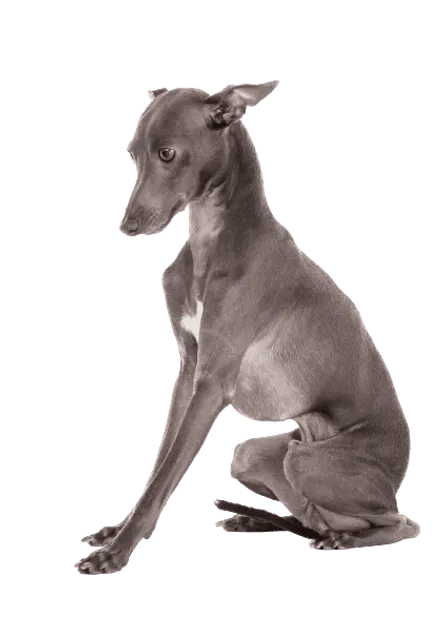 Italienisches Windspiel (2)