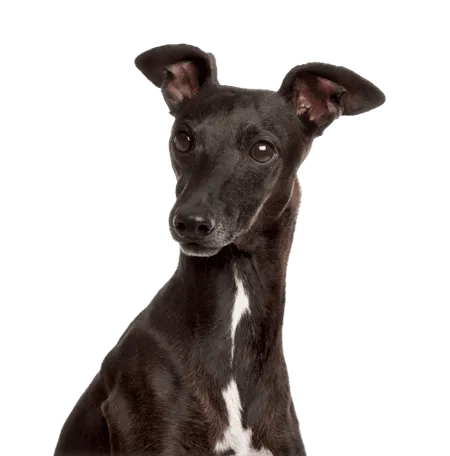 Bild für Italienisches Windspiel