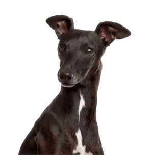 Italienisches Windspiel