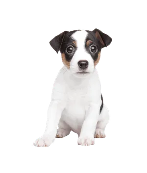 Jack Russell Terrier