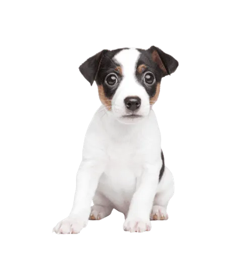 Jack Russell Terrier