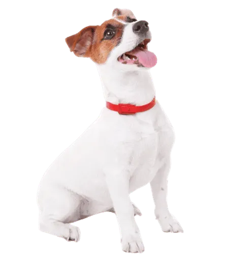 Jack Russell Terrier