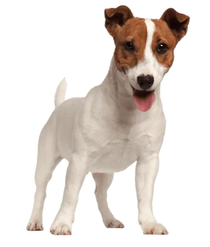 Jack Russell Terrier