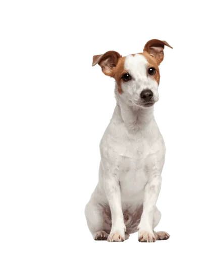 Jack Russell Terrier