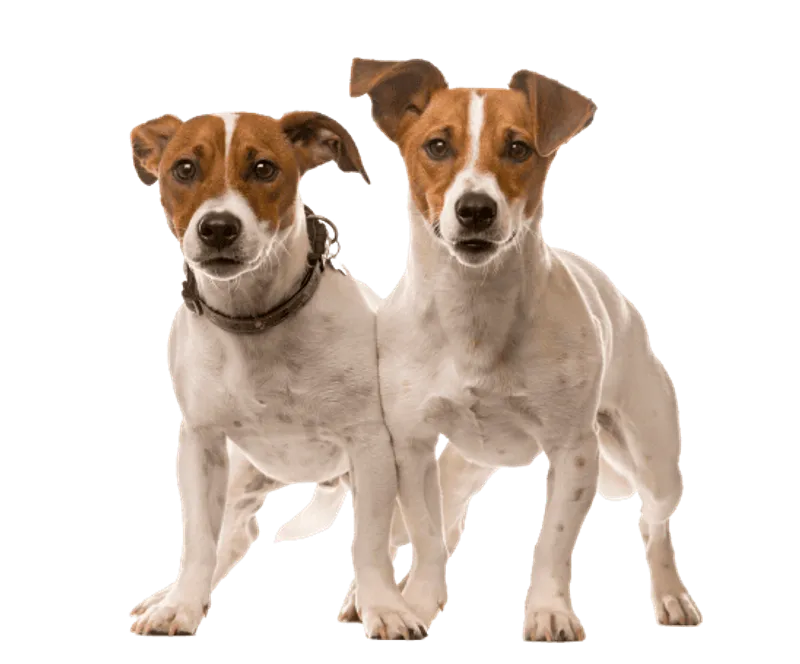 Jack Russell Terrier
