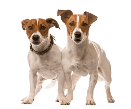 Jack Russell Terrier