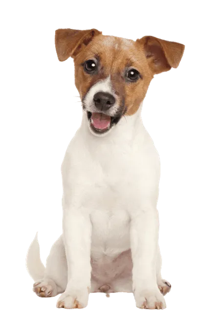 Bild für Jack Russell Terrier