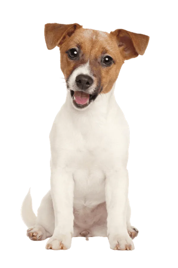 Jack Russell Terrier Bild