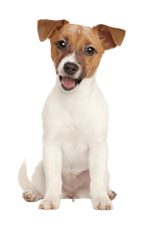 Jack Russell Terrier