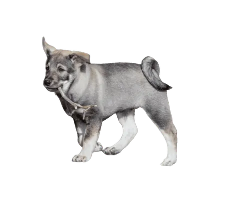 Jaemthund-puppy