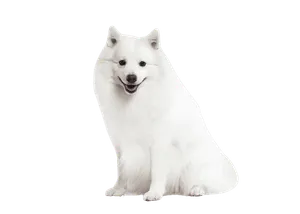 Japan-Spitz-2