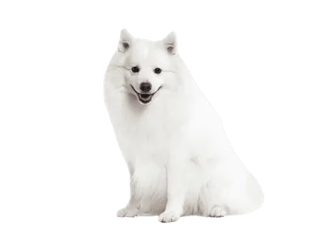 Japan-Spitz-2