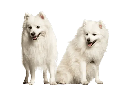 Japan-Spitz-3
