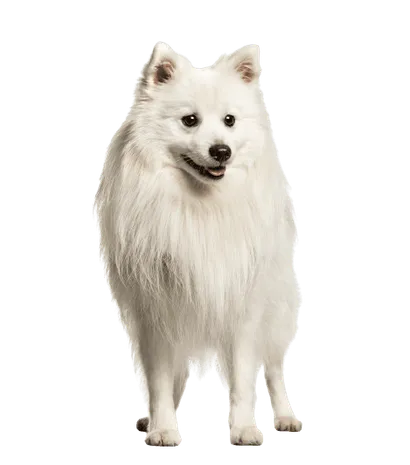 Japan-Spitz-4
