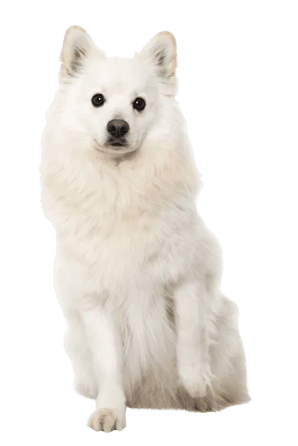Japan-Spitz-5