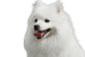 Japan-Spitz