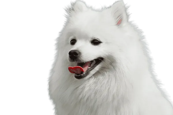 Japan-Spitz Bild