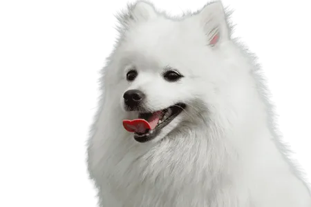 Bild für Japan-Spitz