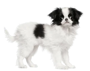 Japanese-Chin-2