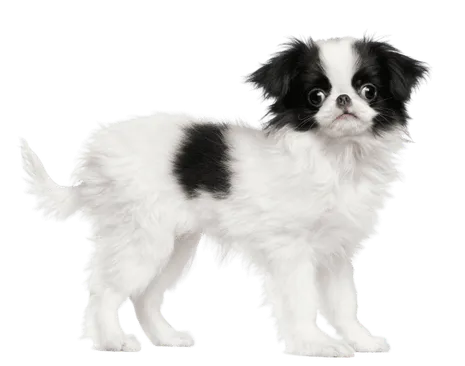 Japanese-Chin-2