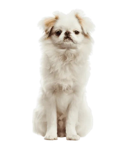 Japanese-Chin-4