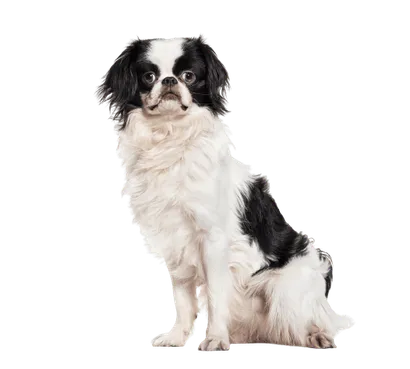 Japanese-Chin-1