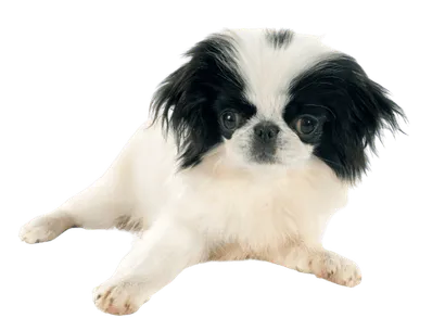 Japanese-Chin-3