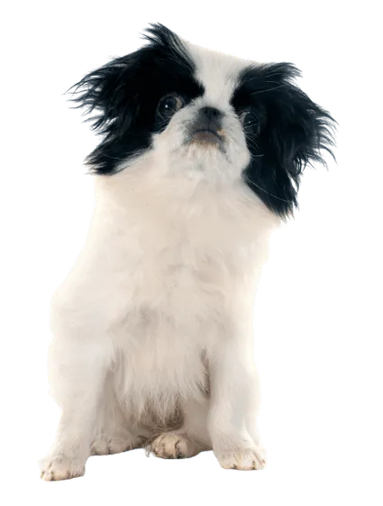 Japanese-Chin-5