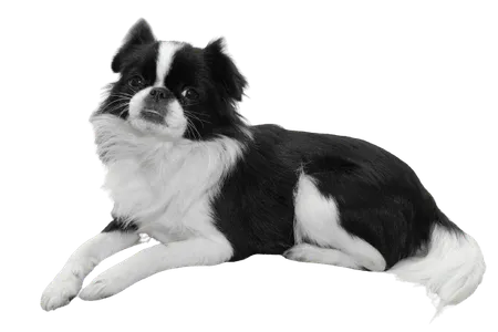 Bild für Japanese Chin