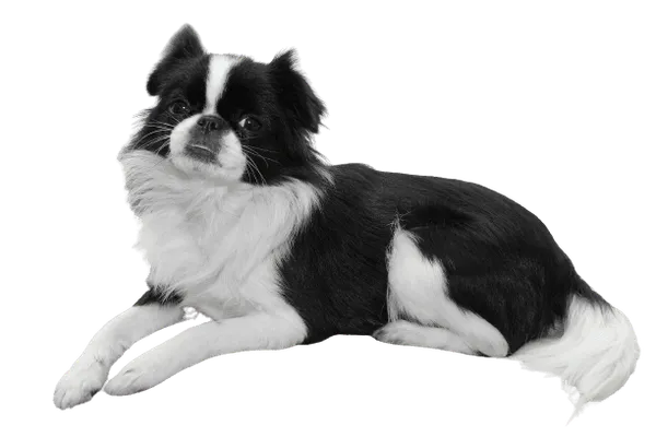 Japanese Chin Bild