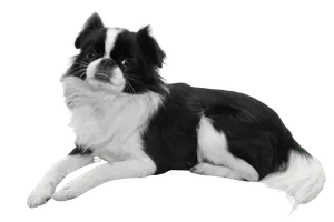 Japanese Chin