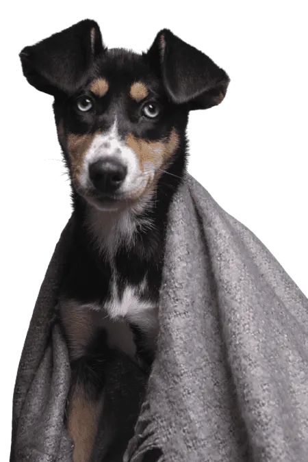 Bild für Japanischer Terrier