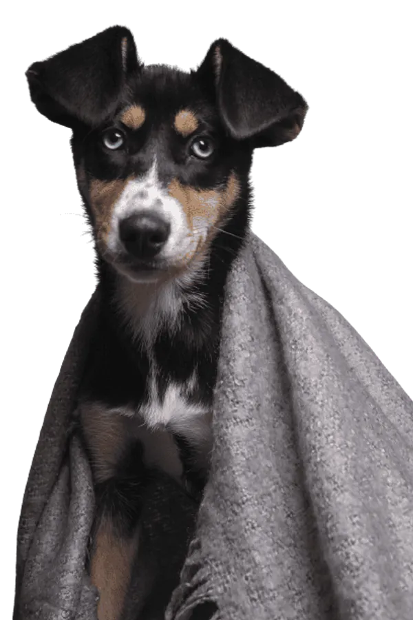 Japanischer Terrier Bild