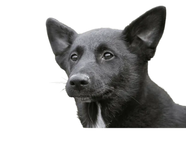 Kanaan Hund