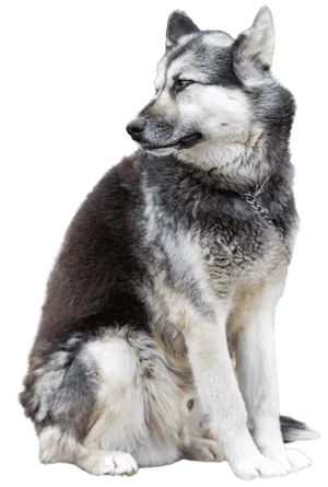 Kanadischer Eskimohund