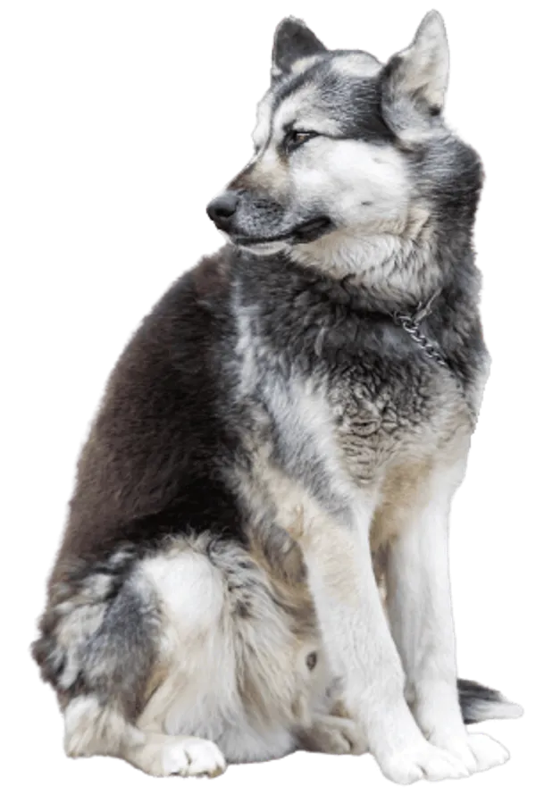 Kanadischer Eskimohund Bild