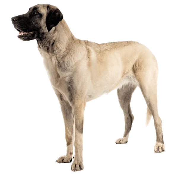 Kangal-Hirtenhund Bild