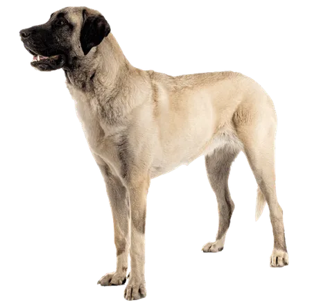 Bild für Kangal-Hirtenhund