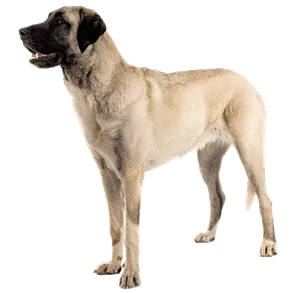 Kangal-Hirtenhund