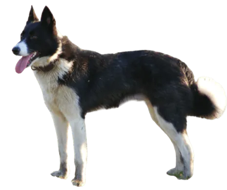 Karelischer-Baerenhund-3