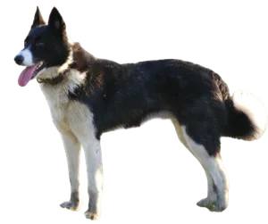 Karelischer-Baerenhund-3