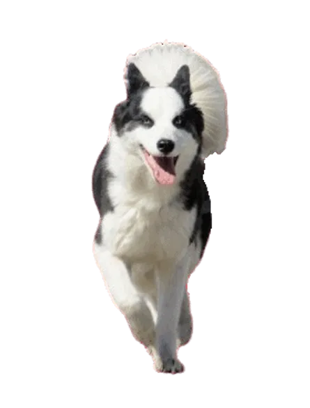 Karelischer-Baerenhund-2