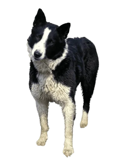 Karelischer-Baerenhund-4