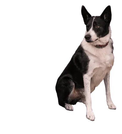 Karelischer-Baerenhund-6