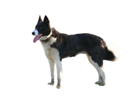 Karelischer-Baerenhund-7