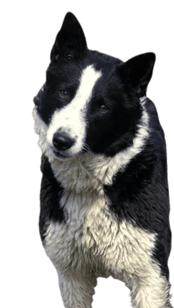 Karelischer Bärenhund Bild