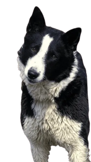 Karelischer Bärenhund